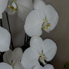 胡蝶蘭　大輪　3本の画像