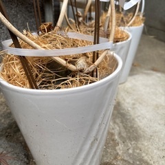 鉢の画像