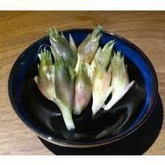 すぐにお渡しできます♪　黒部産 天然みょうが・ミョウガ・冥加の地下茎・満タンの画像