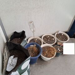 (決まりました)植木鉢(プラスチック、焼き物)