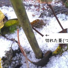 すぐにお渡しできます♪黒部産・赤土粘土の寒中天然自然薯1本530mmと500mmに分岐≒180gの画像