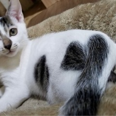 人も猫も大好き、2匹目に！ - 猫
