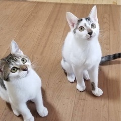 人も猫も大好き、2匹目に！ - 横浜市
