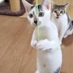 人も猫も大好き、2匹目に！