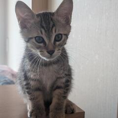 生後3ヶ月キジトラの里親募集です