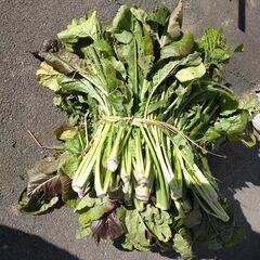 野沢菜　約10キロ（箱込）