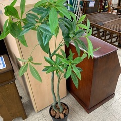 観葉植物　造花　※2400010463136