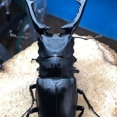 ギラファノコギリクワガタ 亜種ケイスケ  ペア