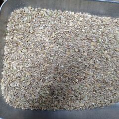 2000円 中米(コシヒカリ)令和６年産10kg