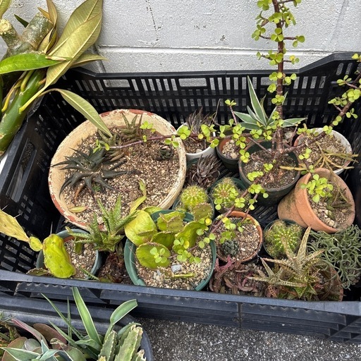 植物