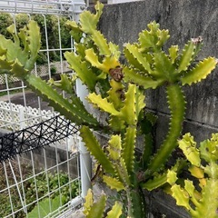 ユーホルビアの画像