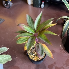 観葉植物　もらって下さい
の画像