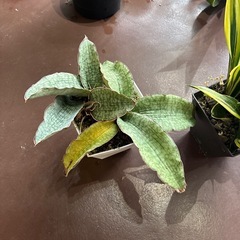 観葉植物　もらって下さい
