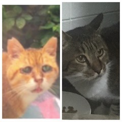 桜耳の猫を助けたい