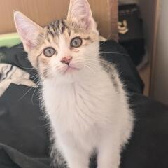生後3ヶ月キジ白の里親募集です