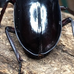 フォルスターフタマタクワガタ 亜種キヨタミ①の画像