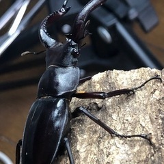 フォルスターフタマタクワガタ 亜種キヨタミ①の画像