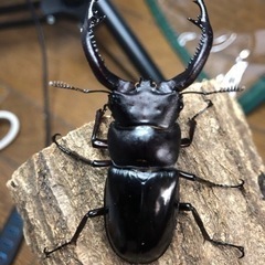 フォルスターフタマタクワガタ 亜種キヨタミ①