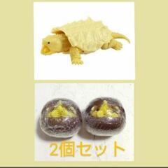 新品未開封☆いきもの大図鑑 「かめ」シリーズ 第3弾 KAME ...