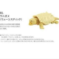 新品未開封☆いきもの大図鑑 「かめ」シリーズ 第3弾 KAME 03
ワニガメ（リューシスティック）２個セット♪の画像