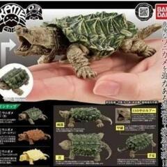 新品未開封☆いきもの大図鑑 「かめ」シリーズ 第3弾 KAME 03
ワニガメ（リューシスティック）２個セット♪の画像