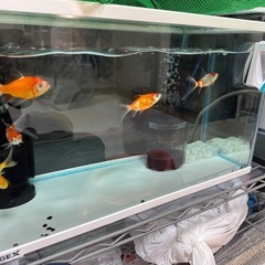 金魚:イエローコメット、コメット、朱文金　の画像