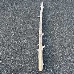 流木の画像
