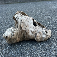 流木の画像