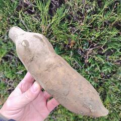 ヤーコン　5本　約1kgの画像