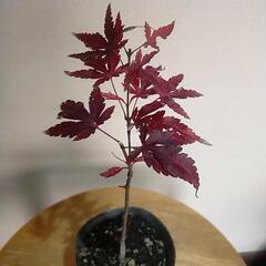 【完売】🍁🍁紅葉しているモミジ🍁🍁です。12月21日撮影