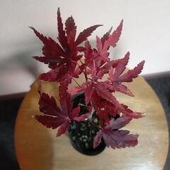 【完売】🍁🍁紅葉しているモミジ🍁🍁です。12月21日撮影の画像
