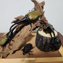 ヘラクレスオオカブトのジオラマ