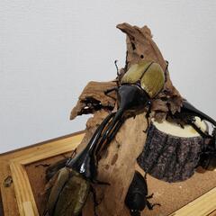 ヘラクレスオオカブトのジオラマの画像