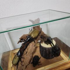 ヘラクレスオオカブトのジオラマの画像