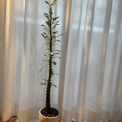 観葉植物・ドラゴンテール