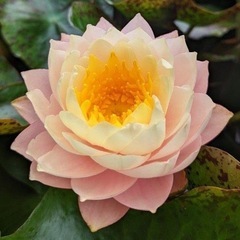 睡蓮　苗　ゴールデンゴブレッド　
