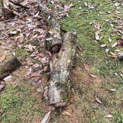 （予定者あり）クヌギ　端材　原木　薪ストーブ　の画像