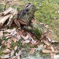 （予定者あり）クヌギ　端材　原木　薪ストーブ　の画像
