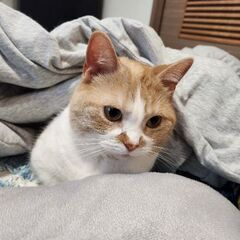 短足マンチカン　メス　4歳　とても人懐っこくていい子です