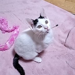 顎ちょび髭がトレードマーク❤️ニコくん