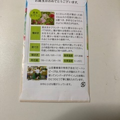 花の種 美女なでしこ の画像