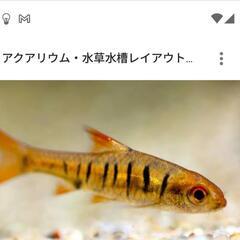 グリーンネオン　オトシンクルスネグロ　コリドラス各種　※必ず説明文をご覧ください。の画像