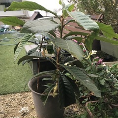 ビワの苗の画像