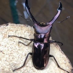 【終了】メタリフェルホソアカクワガタ 亜種フィナエ