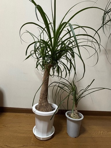 【取引中】トックリラン2鉢【取引中】