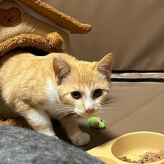 🌸サクラ耳の大人しい性格の茶々丸くんです🐱 - 北名古屋市