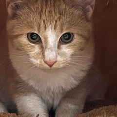 🌸サクラ耳の大人しい性格の茶々丸くんです🐱