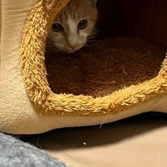 🌸サクラ耳の大人しい性格の茶々丸くんです🐱 - 猫