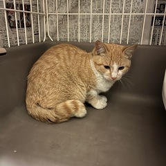 🌸サクラ耳の大人しい性格の茶々丸くんです🐱 − 愛知県