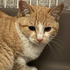 🌸サクラ耳の大人しい性格の茶々丸くんです🐱 - 里親募集